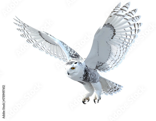 Snowy owl soaring, wings spread, on solid black background