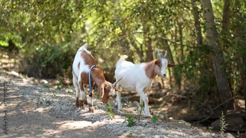 Curious cute free range baby goats walking in the woods