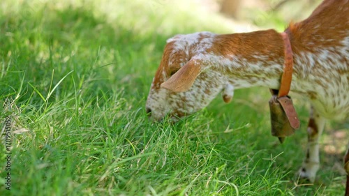 Brown and white spotted goat grazing on green grass