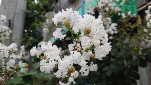 白い百日紅の花
