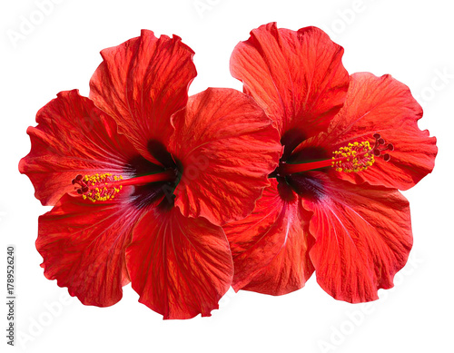Two vibrant red hibiscus blossoms against a stark black backdrop
