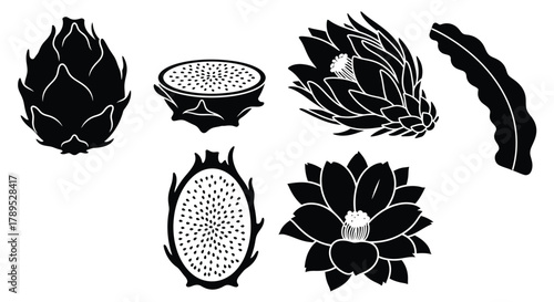 Dragon fruit pitaya exotic fruit black and white vector illustration vector