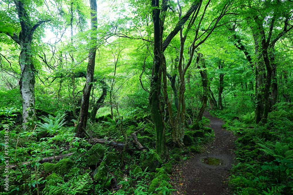Fototapeta premium fine spring path through old trees and fresh ferns