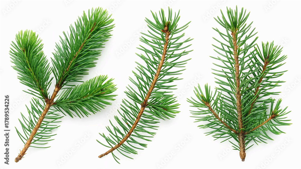Naklejka premium pine branch isolated on white