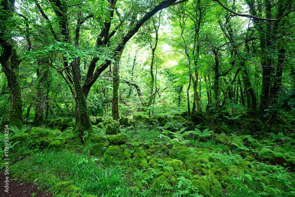 Naklejka premium wild spring forest with fresh ferns 