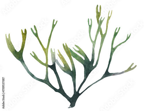 Coral reef watercolor illustration of abstract sea underwater plants