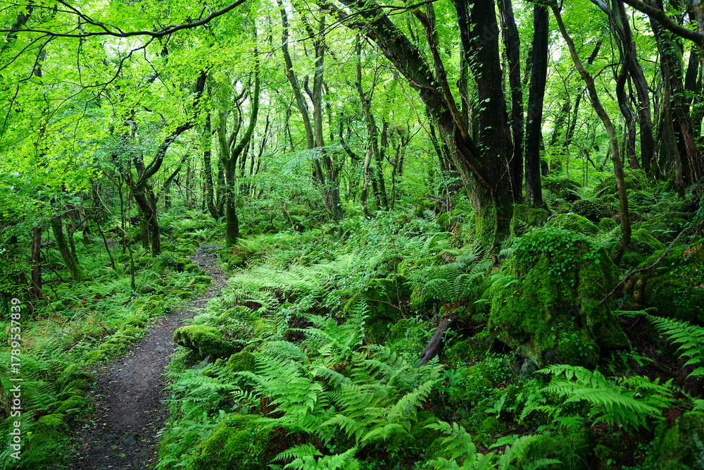 Obraz premium fine spring path through old trees and fresh ferns