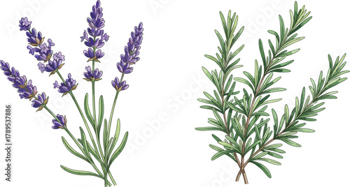 Illustration of lavender flowers and rosemary sprigs on a white background in watercolor style