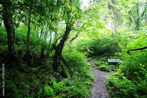 fine spring path through old trees and fresh ferns