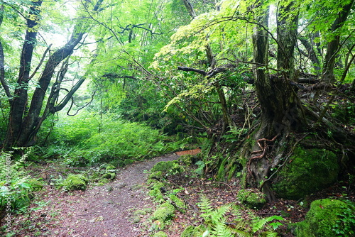 fine spring path through old trees and fresh ferns