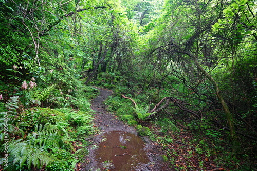 refreshing spring forest and fine path