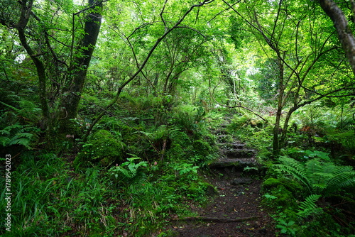 refreshing spring forest and fine path