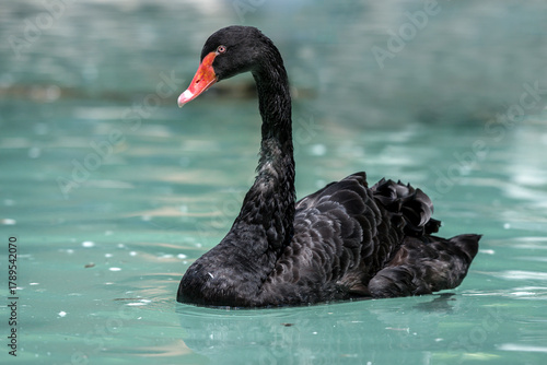 The black swan is a large waterbird, a species of swan which breeds mainly in the southeast and southwest regions of Australia.