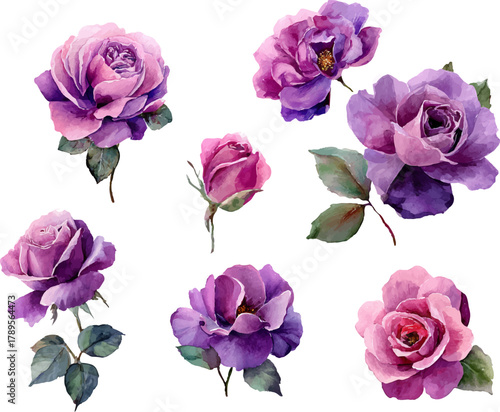 set of pink roses isolated