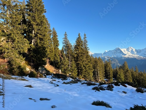 Evergreen forest with coniferous trees and alpine pastures in a winter environment of the Bernese Oberland region, Switzerland - Immergrüner Nadelwald und Almwiesen in der Winterlandschaft, Schweiz