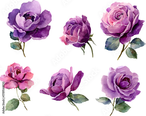 set of pink roses