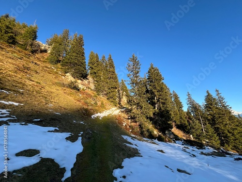Evergreen forest with coniferous trees and alpine pastures in a winter environment of the Bernese Oberland region, Switzerland - Immergrüner Nadelwald und Almwiesen in der Winterlandschaft, Schweiz