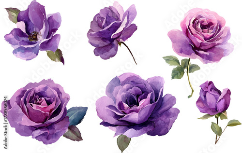 set of flowers isolated on white