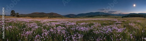 Full moon shining on wildflower field at night concept. Scenic twilight view of a meadow filled with blooming wildflowers.
