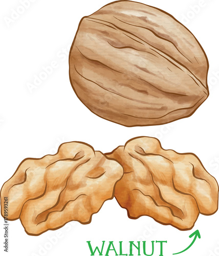 walnut and nutcracker