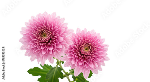 Vibrant Pink Chrysanthemum Flowers Isolated On Black