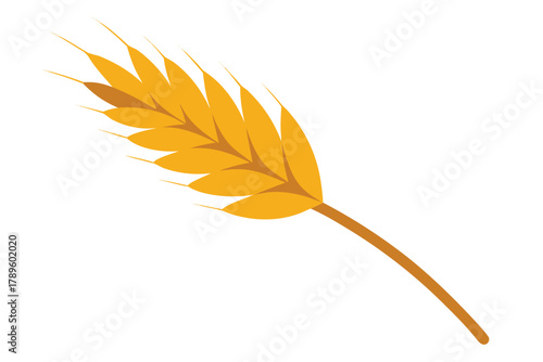 feather isolated on white