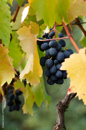 Wallpaper Mural Dark Grapes Ripening on a Vine with Autumn Leaves Torontodigital.ca