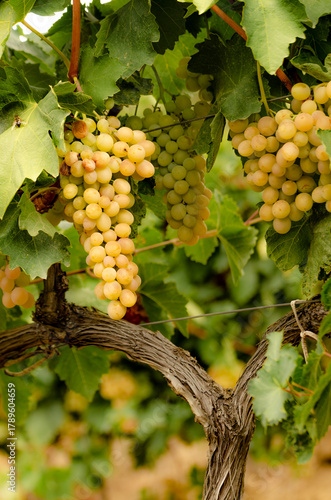 Wallpaper Mural Clusters of Ripe White Grapes Hanging from a Vine in a Sunny Vineyard Torontodigital.ca