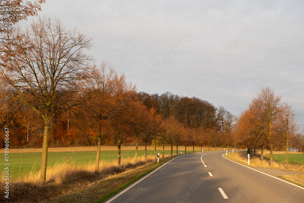 Fototapeta premium Landstraße Allee im Sonnenaufgang