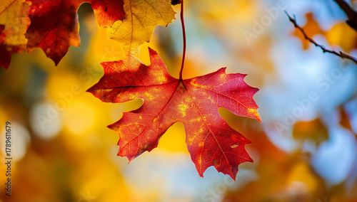 Vivid autumn foliage captured on sunny day