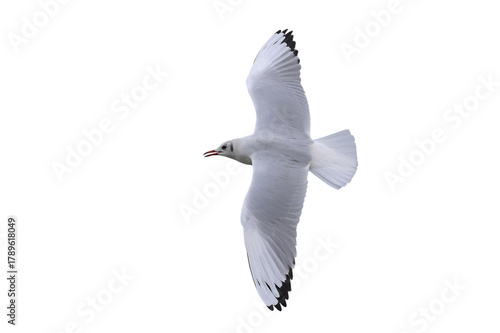 Beautiful seagull flying isolated on transparent background.	