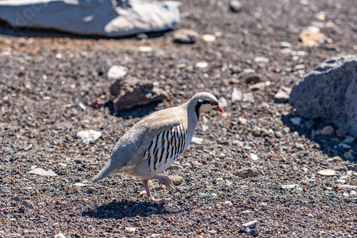 Εκτύπωση καμβά The chukar partridge (Alectoris chukar), or simply chukar, is a Palearctic upland gamebird in the pheasant family Phasianidae