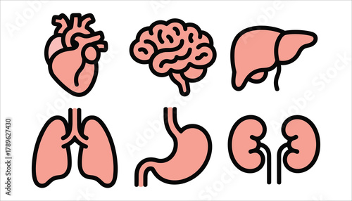 Six simplified human internal organ icons in coral pink with black outlines on white background heart