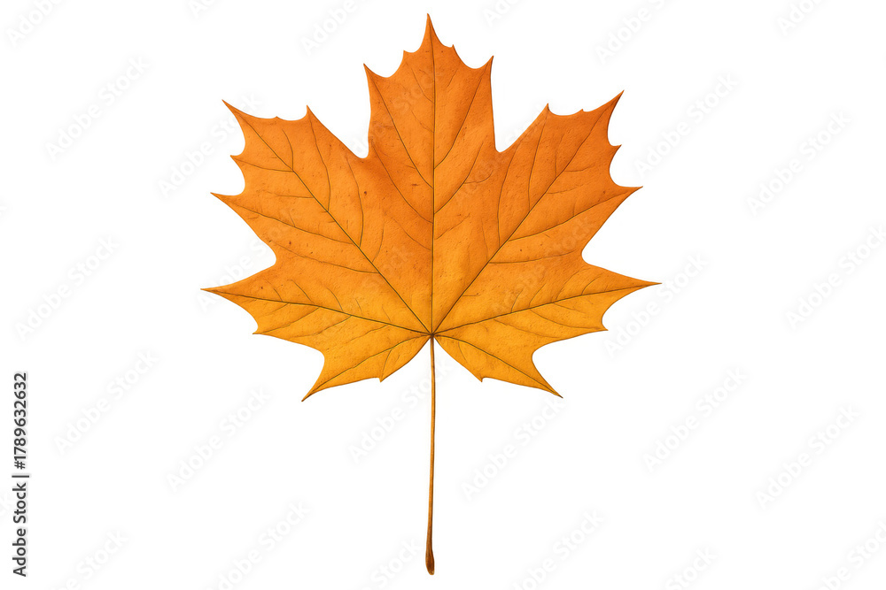Fototapeta premium Autumn maple leaf capturing warm fall colors, showing typical seasonal change on transparent png background