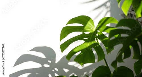 Monstera deliciosa leaf with striking shadows against a clean white background, tropical aesthetic.