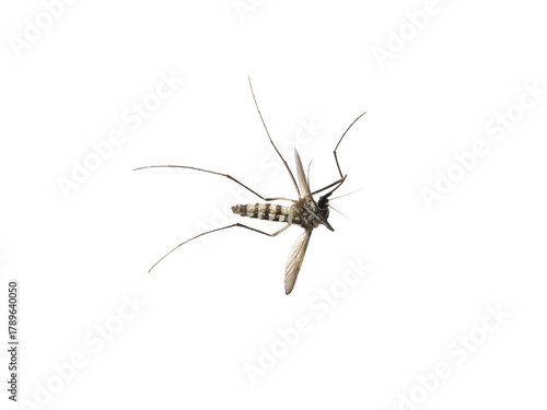 Dead macro Aedes Mosquito isolated on Transparent Background, the Culicidae, are a family of small flies