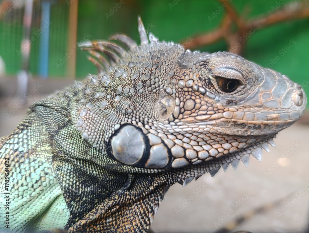 Obraz premium Close up side profile of a Green Iguana (Iguana iguana) head and eye. Detailed view of the reptilian scales and dorsal crest in a clear enclosure. Captive iguana 
