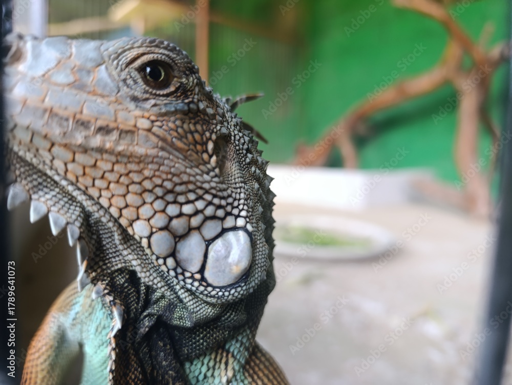 Obraz premium A tight side profile of the Green Iguana's head, focusing on the eye, the textured skin, and the jagged dorsal crest. The reptile is captive in a slightly blurred background enclosure.