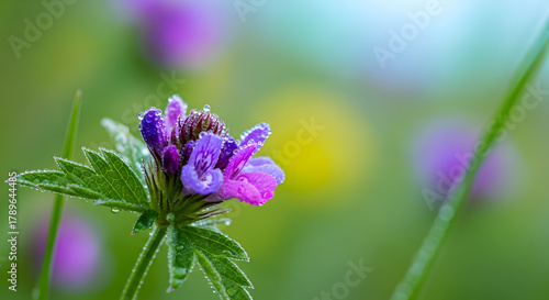 yellow and white tulips'sunset in the city'silhouette of a woman standing on a cliff'close up of a flower