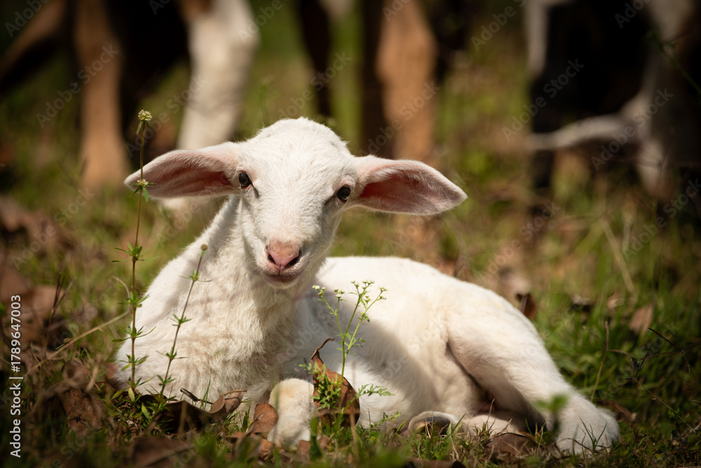 Naklejka premium White Lamb Resting on Grass in Warm Sunlight