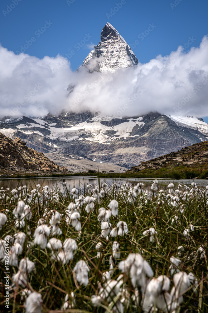 Naklejka premium View of the Matterhorn by Riffelsee with Cotton Grass in the Foreground - Zermatt, Switzerland