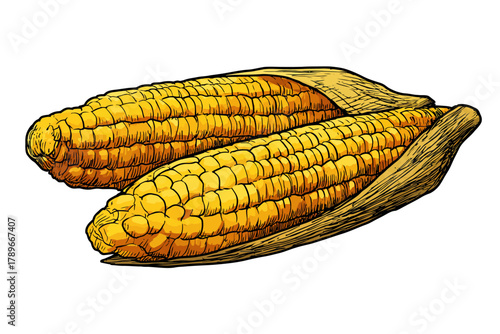 Hand-Drawn Vintage Engraving of Two Corn Cobs with Partially Peeled Husks on White Background