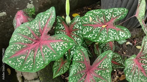 caladium plant with beauty leaves
