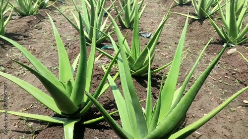 aloe plant in the farmland