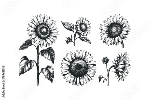 Sketchy Sunflower Collection with Stems and Leaves