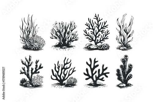 Assortment of Detailed Seaweed and Coral Silhouettes