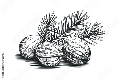 Ornate Drawing of Pine Cones on Branch