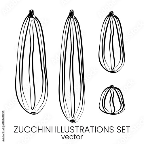 Zucchini and squash vector set. Green zucchini printable food poster Fresh zucchini vegetable collection
