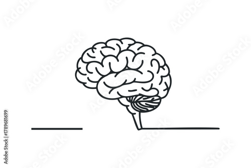 Line drawing of human brain with cerebellum and brain stem