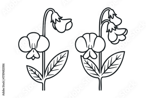 Simple outline drawings of two sweet pea flowers